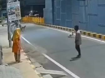 दो आवारा कुत्तों ने महिला को कथित यौन हमले से बचाया